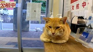 フェリー乗り場の野良猫「今日は欠航だニャン」