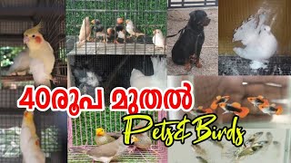 🤑Dogs😍Birds🤩Hen❤️Fancy Pigeon😌Fish⚡Low Rate Pets Sale💖Pravu valarthal😝kerala pets sale👍nadan pravu👍