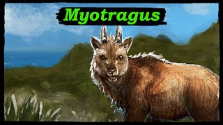 Myotragus: the Strange Dwarf Goats of the Mediterranean