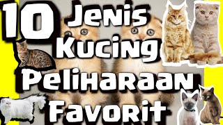 10 Types of Favorite Pet Cats