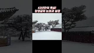 눈! 눈! 눈! 진짜 끝없이 내리는 함박눈을 보고싶다면? 창경궁의 눈꽃과 설경속으로  가면되죠! #눈오는날 #눈내리는날 #눈오는풍경 #눈내리는풍경 #눈구경 #국내여행 #서울여행