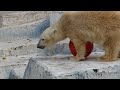 おやつタイム　ホッキョクグマのイッちゃん♀　天王寺動物園