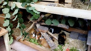 Meerschweinchen Fütterung  und gesunde Ernährung von Meerschweinchen im Herbst