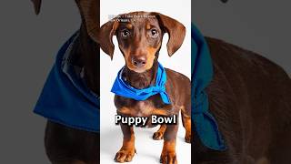 Adorable Lineups for Puppy Bowl Announced 🐶 #nfl #football #sports #superbowl #dog #puppy #dogs