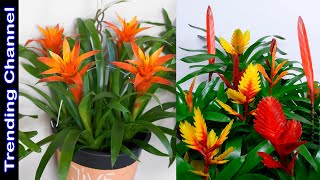 10 Variedades Hermosas de Bromelias