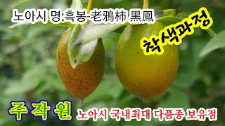 노아시 흑시의 최고명품 명:흑봉-老鴉柿 黒鳳 (original-오리지널) 검게 익어가는 착색과정