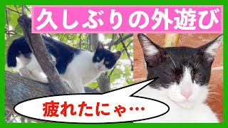 【保護猫】梅雨の中休みで、存分に遊ぶ猫。Cat plays outside during a break from rain