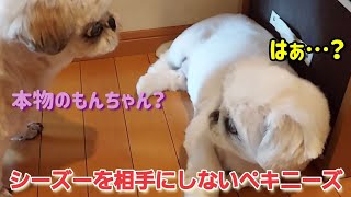 シーズーを相手にしないペキニーズ#ペキニーズ #シーズー #可愛い犬#鳴き声