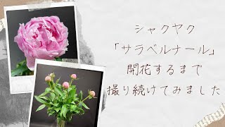 【観察日記】サラベルナールが開花するまで！【芍薬】