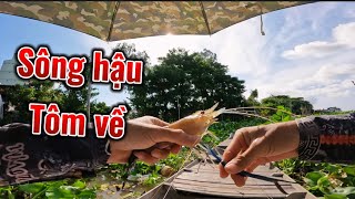 Câu Tôm Sông Hậu Mùa Nước Lũ , Tôm Ăn Mạnh Luôn