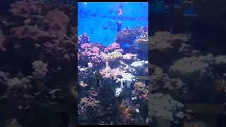 coral reefs #trending #viral #coral #coralreef #awesome #beautiful #how #wonderful #ocean #fishes