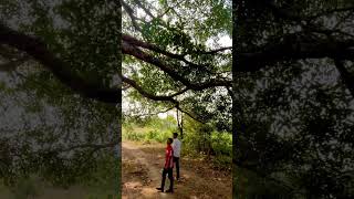 Big Tree Indian rubber (Ficus elastica) at War Pyngdeng #travel