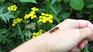 Black and yellow mud dauber (Sceliphron caementariumr) rescued from puddle, Part 3, 8/25/19.