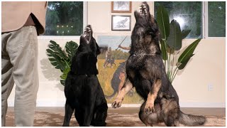 A Dynamic Duo of German Shepherds! | Kraftwerk K9 German Shepherds