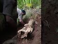 nooron yamroot harvesting rare yam root നൂറോൻ കാച്ചിൽ വിളവെടുപ്പ്