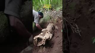 nooron #yamroot harvesting rare yam root നൂറോൻ കാച്ചിൽ വിളവെടുപ്പ്,