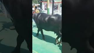 murrah buffalo #chempion muzaffarnagar pashu mela