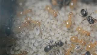 Lasius carniolicus colony with tons of brood