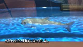 秋田328【田沢湖クニマス未来館】仙北市《幻の魚、戻る》