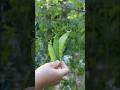 PEA HARVEST 🫛 | June 16, 2024 | Connecticut #Garden