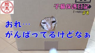 【子猫保護#8】仲良くなれんの？