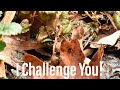 30 Minute Backyard Photography Challenge