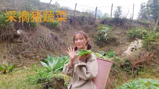 小黄和小竹去农田采水果和蔬菜. 农村姑娘的生活。