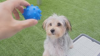 庭遊びをしたらドッグランばりに駆け回るミックス犬【マルーキー】