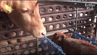 With Tears, Mother Cow Sends Her Calf With Astasia For Rehabilitation (Part 2) | Kritter Klub