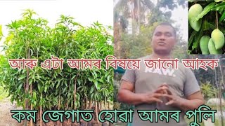 আৰু এটা আমৰ পুলি বিষয়ে জানো আহক/Mango Nursery | Mango Farming/9854168001 @amartv18