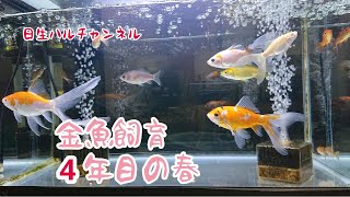 【金魚水槽】金魚飼育4年目、こんなに大きくなりました