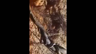A pair of pythons enter the cave #shorts #amazing python