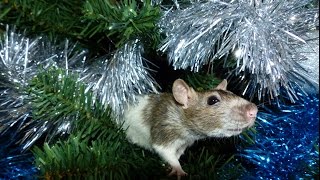 Ratties - All Three Climbing the Christmas Tree