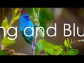 top 10 blue birds facts bluebirds bluebird bluebirdsfacts