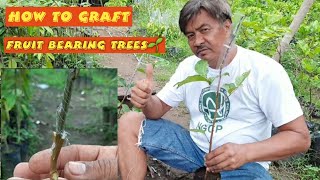 Tagalog, How to Graft Fruit Trees like Rambutan, Lansonez, Durian, Mango.