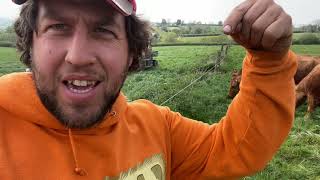 Fencing in animals the hay team style part 3. Episode 52