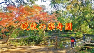 晩秋の楽寿園 ＃三島市立公園楽寿園＃紅葉