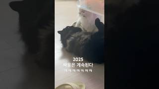 ㅋㅋㅋㅋㅋㅋㅋㅋㅋ 깜둥이가 맨날 싸움걸어두 첫째는 지지않긔! #cat #catlover #터키쉬앙고라 #catfight