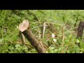 building beaver dam analogs on the bedwell river