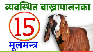 बाख्रापालनका 15 महत्वपूर्ण कुराहरु ।Bakhra palan Success mantra ।Goat Farming in Nepal