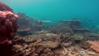 Great Barrier Reef in Gefahr: Das große Korallensterben | DER SPIEGEL