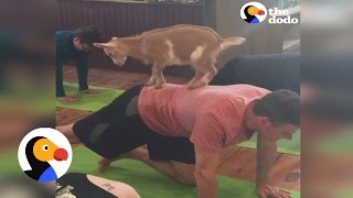 Goat Yoga? | The Dodo