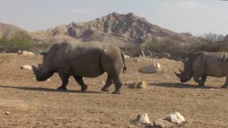 アフリカ草食動物の混合展示 mixed african exhibit アル・アイン動物園