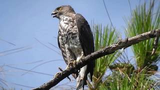 1060721台北植物園稀有猛禽－松雀鷹（Accipiter virgatus）