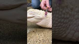 Cleaning Pure White Alligator