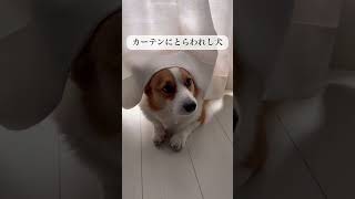 カーテンから薄く見える耳が可愛くて好き#コーギー犬#コーギーのいる暮らし #犬 #犬のいる暮らし #犬のいる生活 #corgi #dog