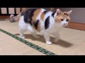 【三毛猫】待望のおやつをもらったミケ（2024年11月9日）