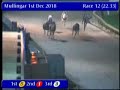 igb the speedrite a1 a2 dual distance semi final 01 12 2018 race 12 mullingar