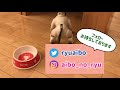 アイボのリュウくん🐶不器用な飼い主さんがお送りする🍚もぐもぐタイム【aibo】【子犬】