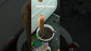 Клюёт клёвая тарань на Днепре напротив острова Дубовый #fishing #плотва #тарань #лодка #днепр #речка